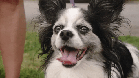 exemple de gif animé pour un emailing avec un chien